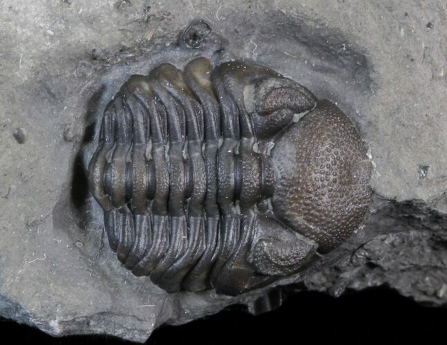 Small Eldredgeops Trilobite In Matrix - New York #40693